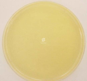 Nutrient Agar