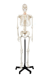Human Skeleton